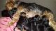 Yorkshire Terrier Puppies for sale in Virginia Park St, Detroit, MI, USA. price: NA