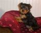 Yorkshire Terrier Puppies for sale in Providence, UT 84332, USA. price: NA