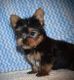 Yorkshire Terrier Puppies for sale in Seattle, WA 98111, USA. price: NA