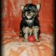 Yorkshire Terrier Puppies for sale in San Jacinto, CA, USA. price: NA