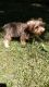 Yorkshire Terrier Puppies for sale in Lapeer, MI 48446, USA. price: NA