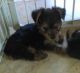 Yorkshire Terrier Puppies for sale in Newark, NJ 07101, USA. price: NA
