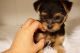 Yorkshire Terrier Puppies for sale in Newburgh, NY 12550, USA. price: NA