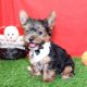Yorkshire Terrier Puppies for sale in Duluth, GA, USA. price: $500