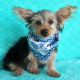 Yorkshire Terrier Puppies for sale in Breeders Cup Dr, Odessa, FL 33556, USA. price: NA