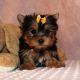 Yorkshire Terrier Puppies for sale in Breeders Cup Dr, Odessa, FL 33556, USA. price: NA