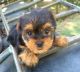 Yorkshire Terrier Puppies for sale in Colorado St, Houston, TX 77007, USA. price: NA