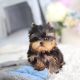 Yorkshire Terrier Puppies for sale in Overhill Dr, Lexington, VA 24450, USA. price: NA