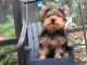 Yorkshire Terrier Puppies for sale in Pensacola Beach, FL, USA. price: NA