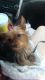 Yorkshire Terrier Puppies for sale in Pana, IL 62557, USA. price: NA