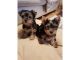 Yorkshire Terrier Puppies for sale in NEW New Paltz Plaza, New Paltz, NY 12561, USA. price: NA