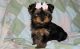 Yorkshire Terrier Puppies for sale in 1500 Valencia St, San Francisco, CA 94110, USA. price: NA