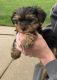 Yorkshire Terrier Puppies for sale in Pittsburgh, PA 15255, USA. price: NA