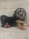 Yorkshire Terrier Puppies for sale in Brownfield, TX 79316, USA. price: NA
