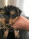 Yorkshire Terrier Puppies for sale in Fernandina Beach, FL 32035, USA. price: NA