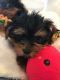 Yorkshire Terrier Puppies for sale in Fernandina Beach, FL 32035, USA. price: NA
