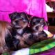 Yorkshire Terrier Puppies for sale in Texas St, Fairfield, CA 94533, USA. price: NA