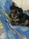 Yorkshire Terrier Puppies for sale in Maryland Line, MD 21105, USA. price: NA