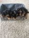Yorkshire Terrier Puppies for sale in Maryland Line, MD 21105, USA. price: NA