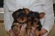 Yorkshire Terrier Puppies for sale in Indianapolis Blvd, Hammond, IN, USA. price: NA