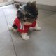 Yorkshire Terrier Puppies for sale in Belews Creek, NC 27009, USA. price: NA