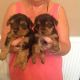 Yorkshire Terrier Puppies for sale in U US-1, Wrens, GA 30833, USA. price: NA