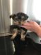 Yorkshire Terrier Puppies for sale in San Francisco, CA 94129, USA. price: NA