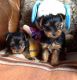 Yorkshire Terrier Puppies for sale in Central Park West, New York, NY, USA. price: NA