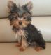 Yorkshire Terrier Puppies for sale in Central Park West, New York, NY, USA. price: NA