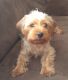 Yorkshire Terrier Puppies for sale in Belleville, IL 62220, USA. price: NA