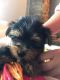 Yorkshire Terrier Puppies for sale in Brownfield, TX 79316, USA. price: NA