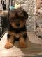 Yorkshire Terrier Puppies for sale in Cottage City Rd, Canandaigua, NY 14424, USA. price: $400