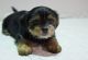 Yorkshire Terrier Puppies for sale in Cottage City Rd, Canandaigua, NY 14424, USA. price: NA