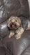 Yorkshire Terrier Puppies for sale in Cottage City Rd, Canandaigua, NY 14424, USA. price: NA