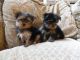 Yorkshire Terrier Puppies for sale in Texas St, San Francisco, CA 94107, USA. price: NA