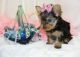 Yorkshire Terrier Puppies for sale in Texas St, San Francisco, CA 94107, USA. price: NA