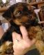 Yorkshire Terrier Puppies for sale in Ironton, OH 45638, USA. price: NA