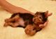 Yorkshire Terrier Puppies for sale in Virginia Ave, Atlanta, GA, USA. price: NA
