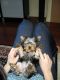 Yorkshire Terrier Puppies for sale in Arizona Mills, Tempe, AZ 85282, USA. price: $430