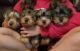 Yorkshire Terrier Puppies for sale in Carrollton, TX, USA. price: NA