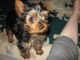 Yorkshire Terrier Puppies for sale in Long Beach, CA 90847, USA. price: NA