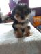 Yorkshire Terrier Puppies for sale in 21105 Maryland Line Rd, Massey, MD 21650, USA. price: NA