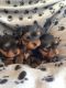 Yorkshire Terrier Puppies for sale in 21105 Maryland Line Rd, Massey, MD 21650, USA. price: $500