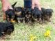 Yorkshire Terrier Puppies for sale in California Ave, Windsor, ON, Canada. price: NA