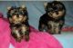 Yorkshire Terrier Puppies for sale in Toronto, ON, Canada. price: NA