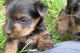 Yorkshire Terrier Puppies for sale in Little River-Academy, TX 76554, USA. price: NA
