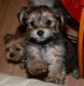 Yorkshire Terrier Puppies for sale in Atlanta, NS B0P, Canada. price: NA