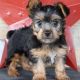 Yorkshire Terrier Puppies for sale in Canton, OH, USA. price: $1,099