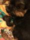 Yorkshire Terrier Puppies for sale in Desert Hot Springs, CA, USA. price: $950