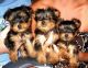 Yorkshire Terrier Puppies for sale in Dublin, OH, USA. price: NA